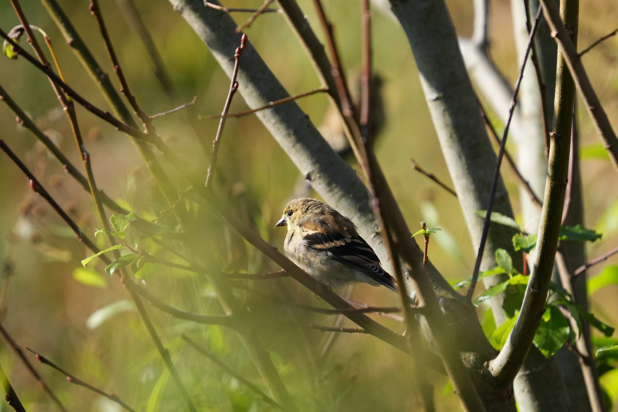 American Goldfinch
