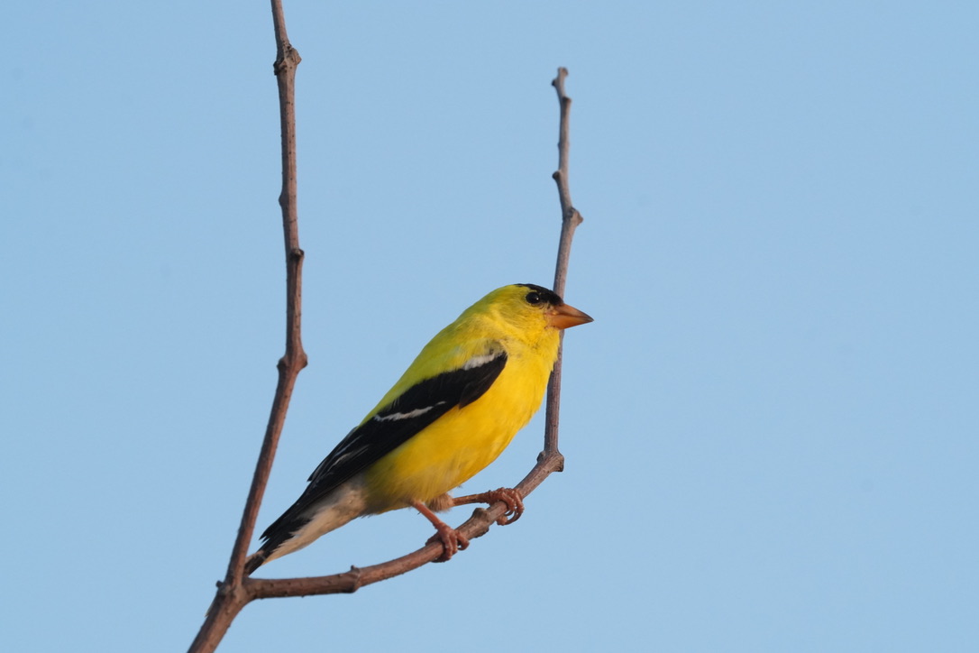 American Goldfinch