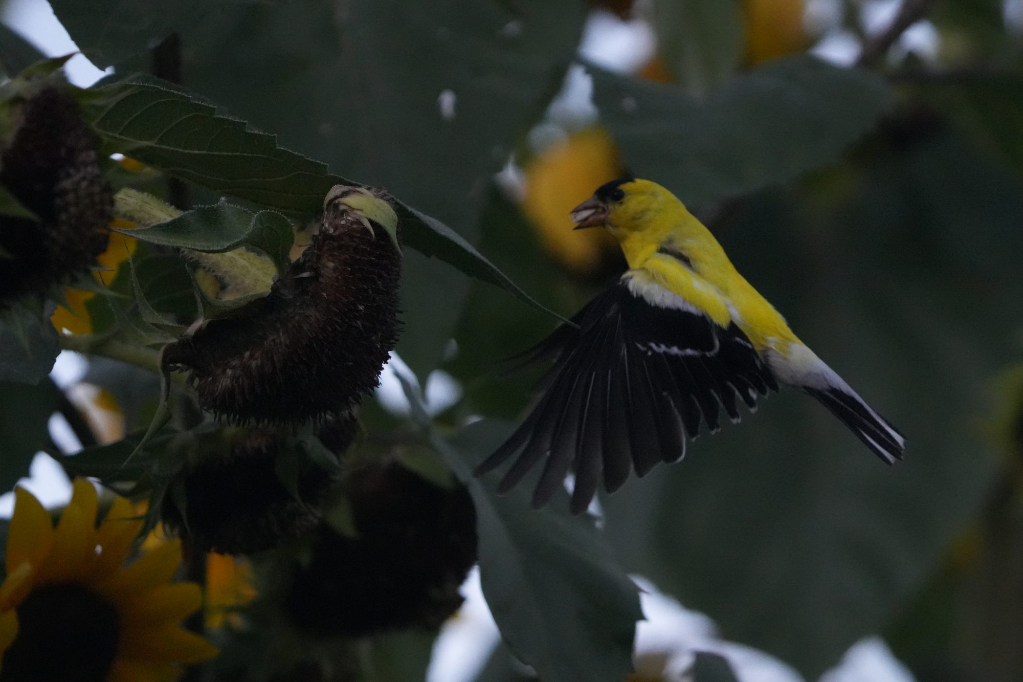 American Goldfinch