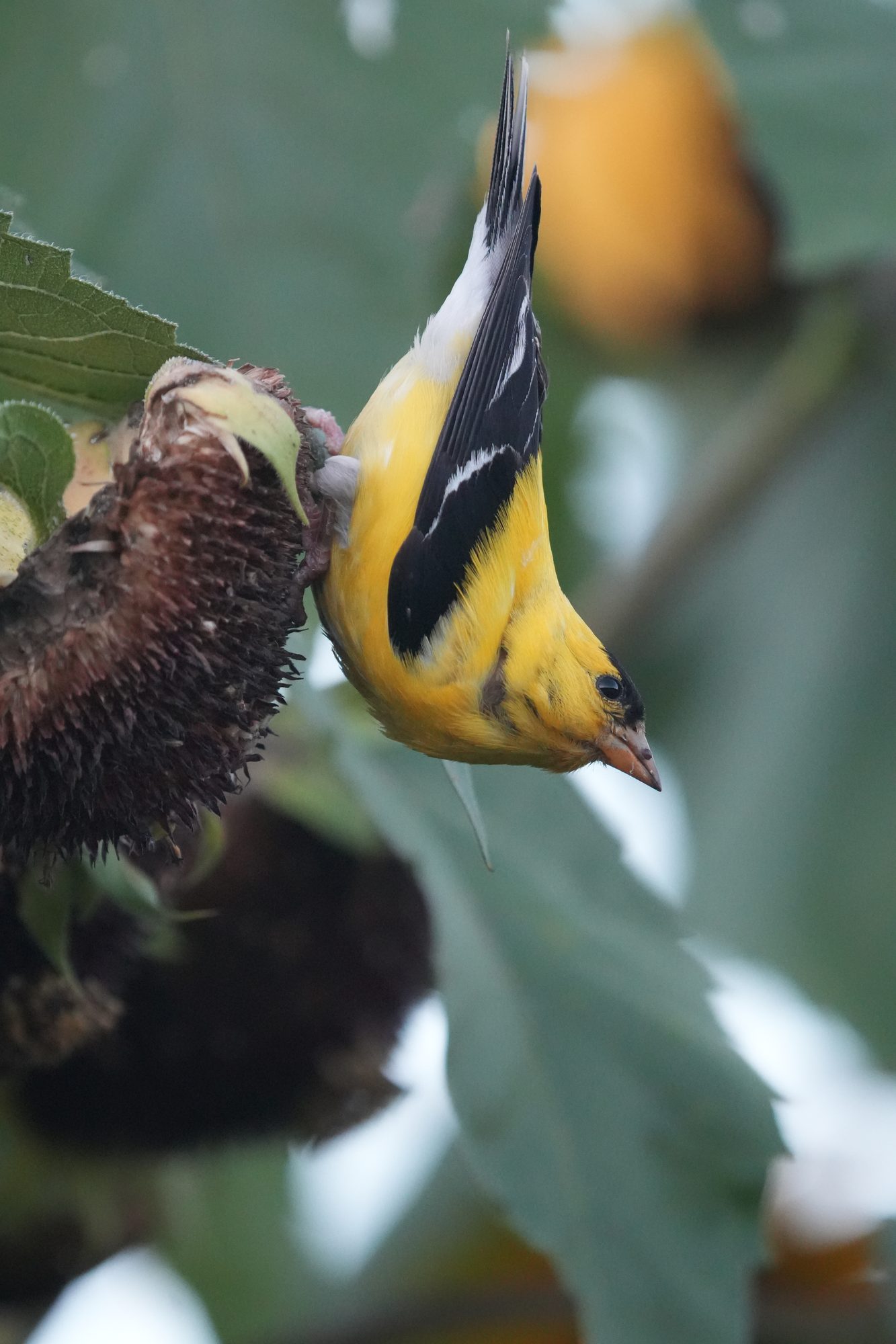 American Goldfinch