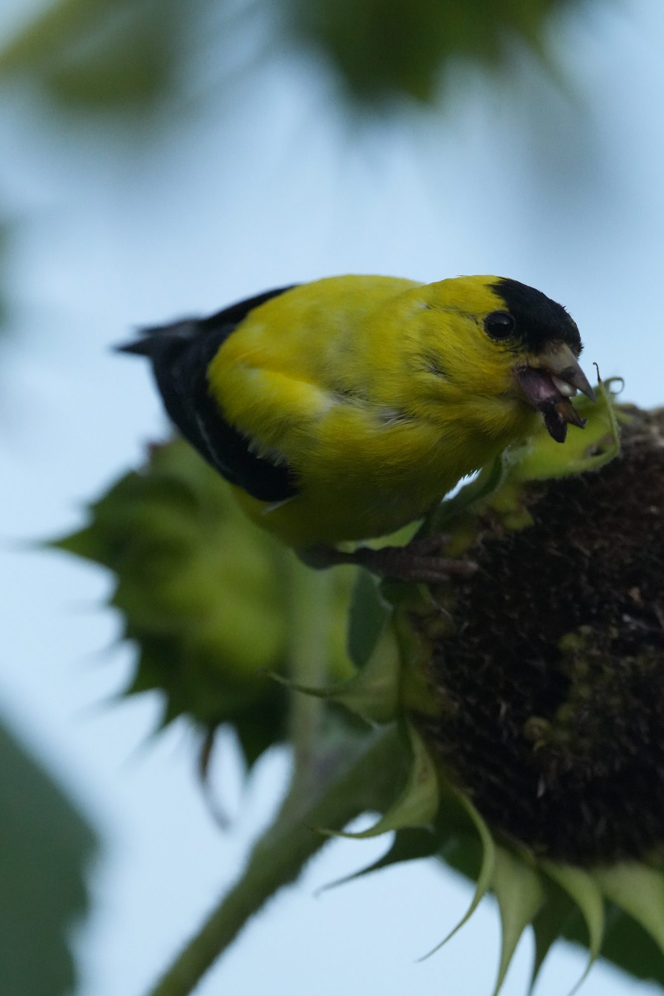American Goldfinch