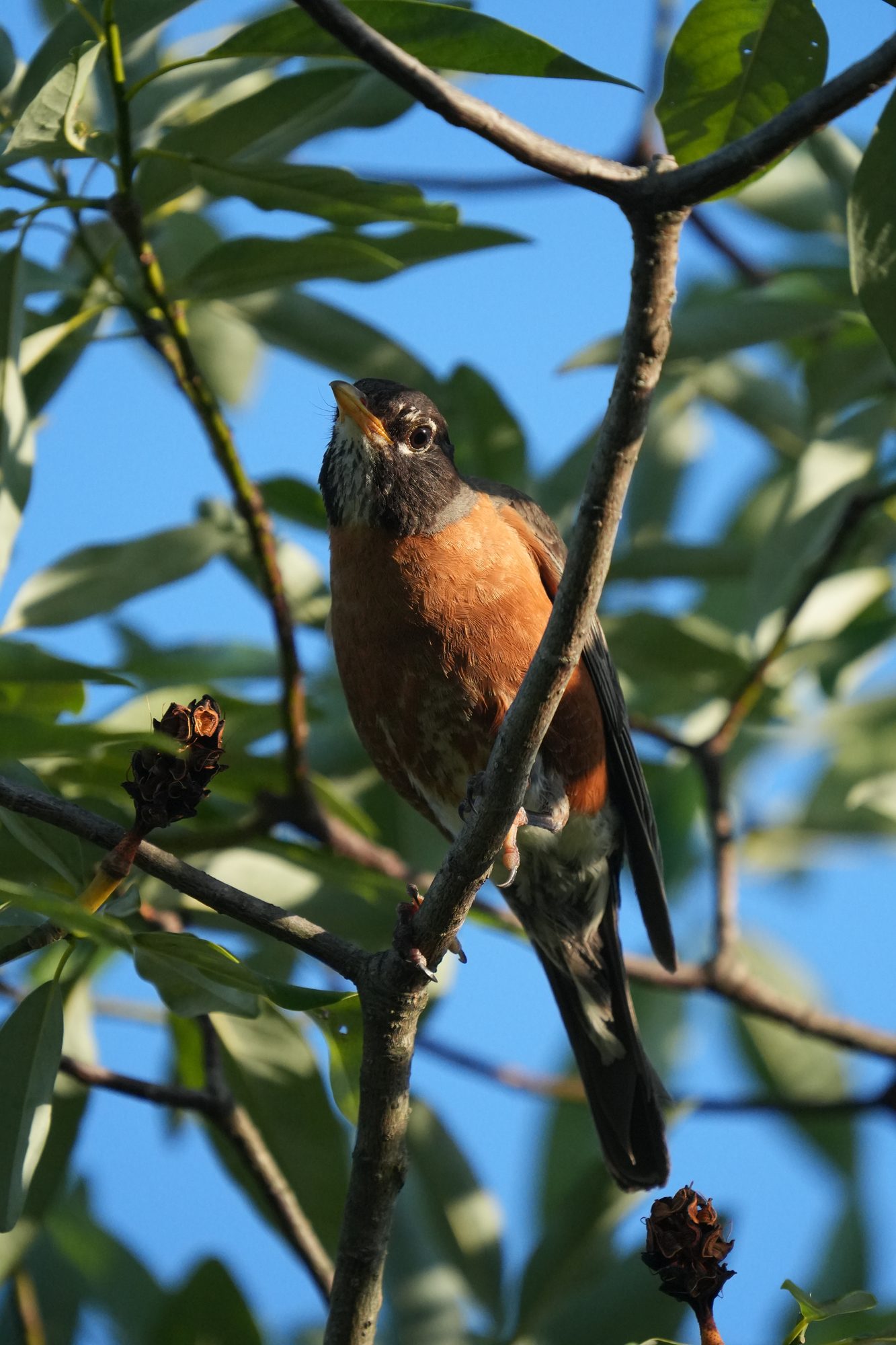 American Robin