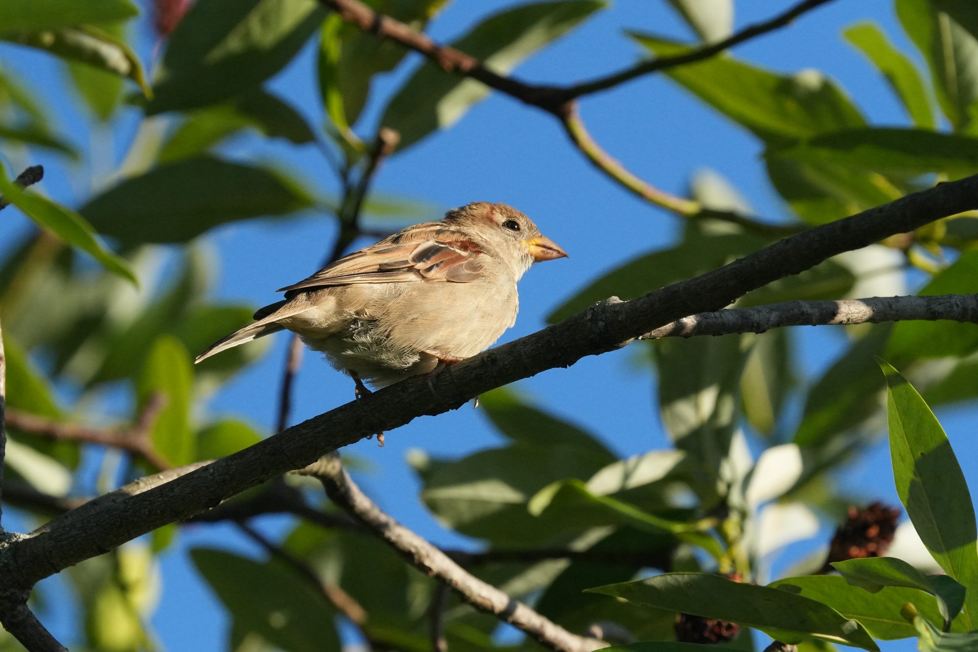 House Sparrow