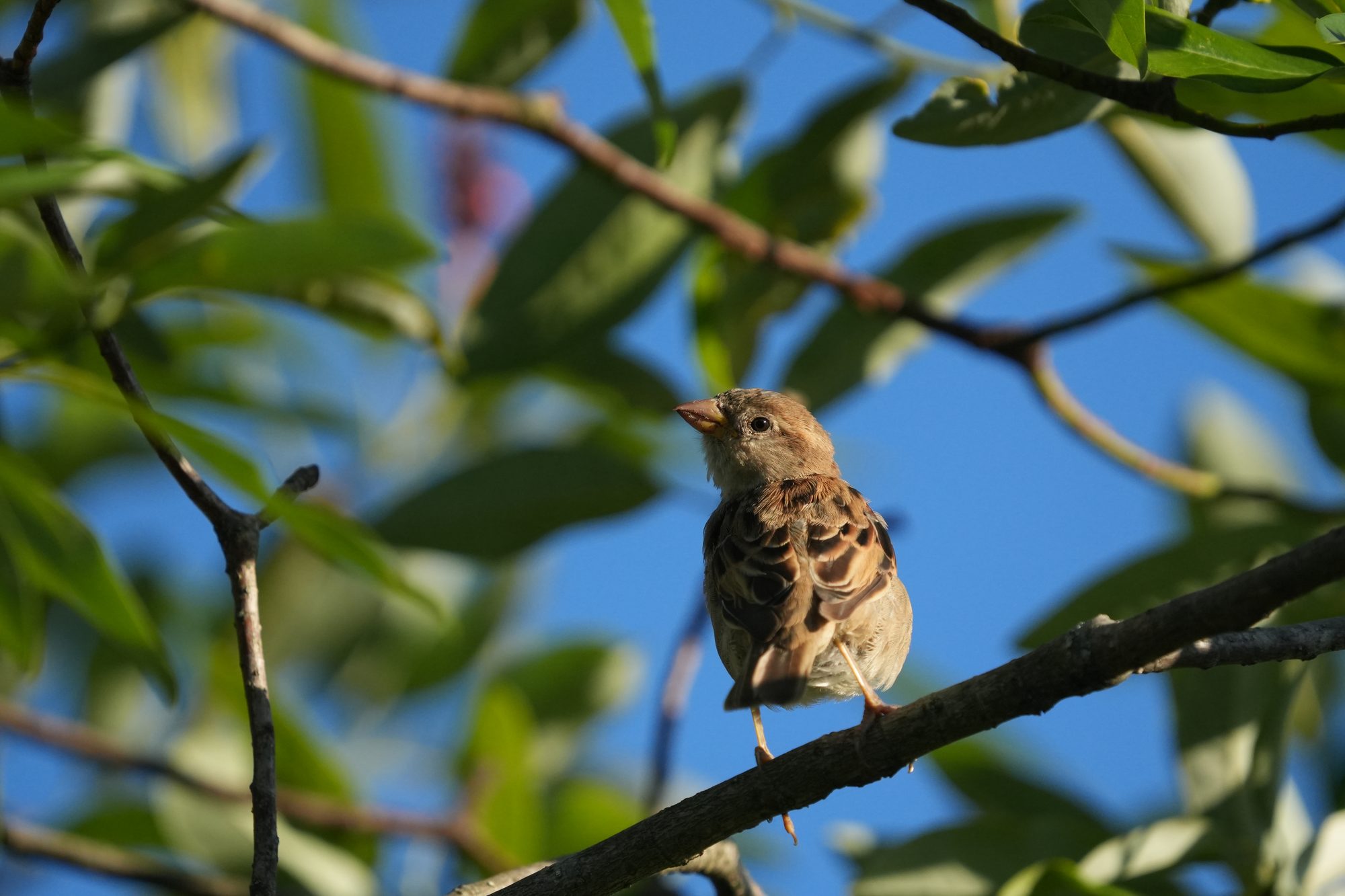 House Sparrow