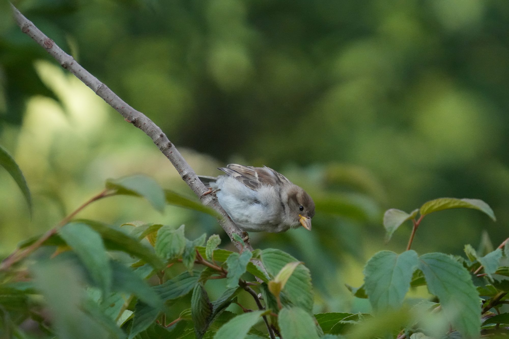 House Sparrow