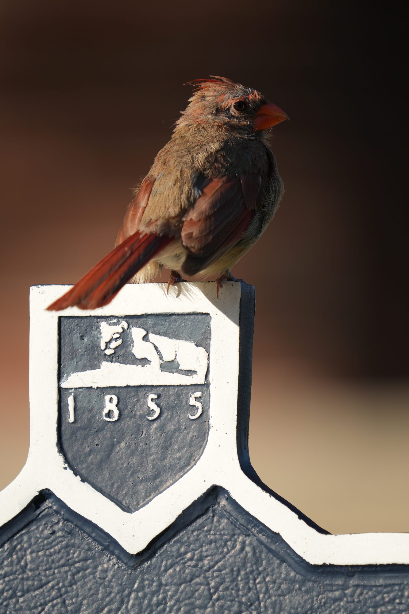 Northern Cardinal