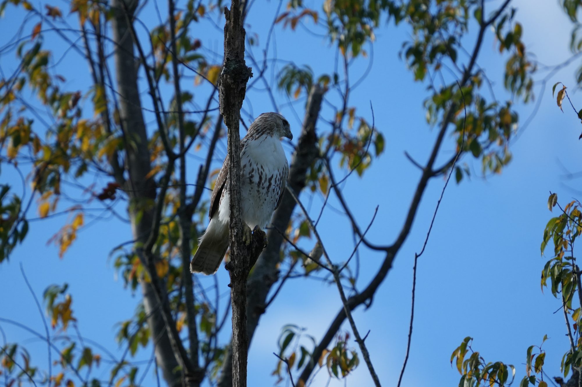 Red-tailed Hawk