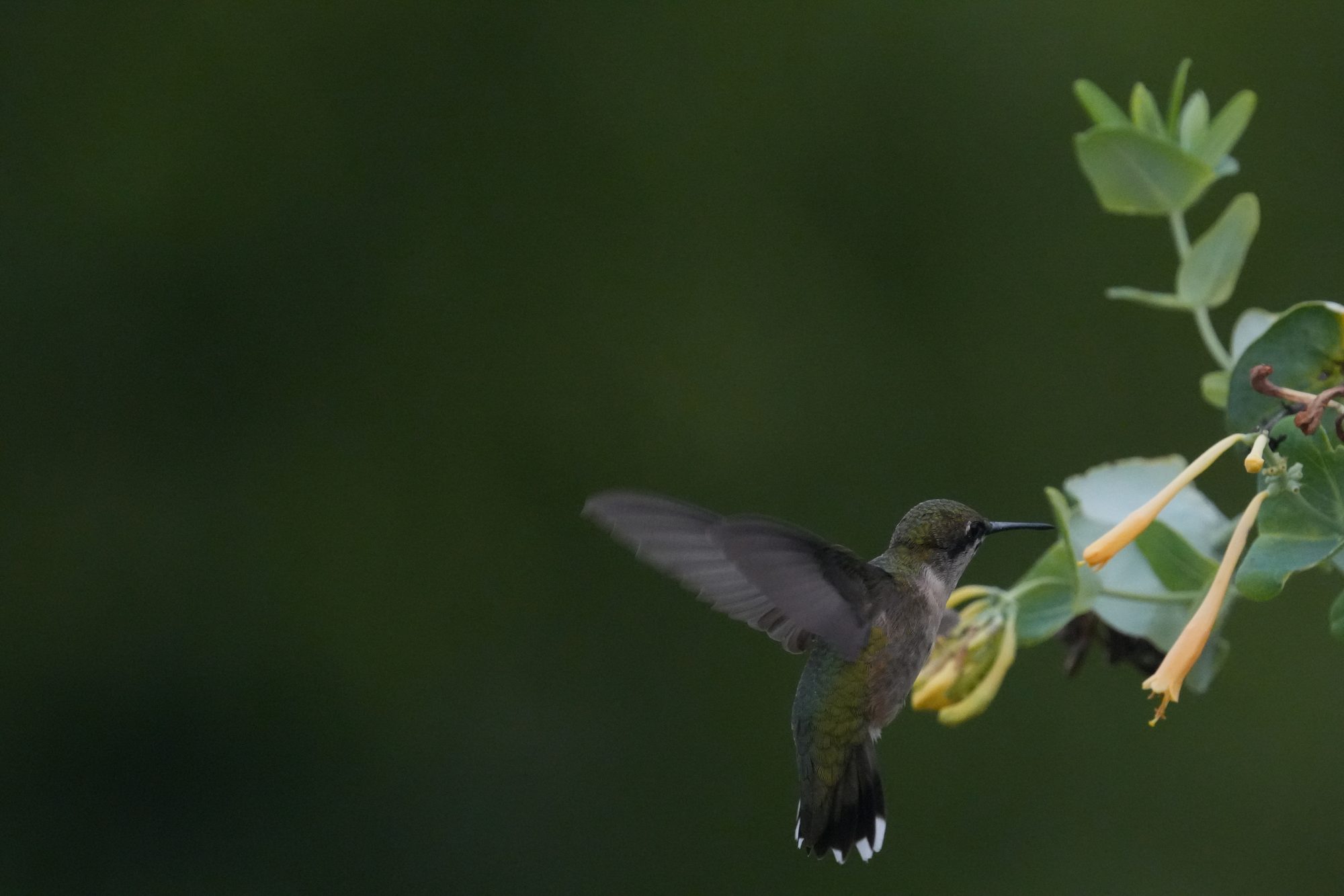 Ruby-throated Hummingbird
