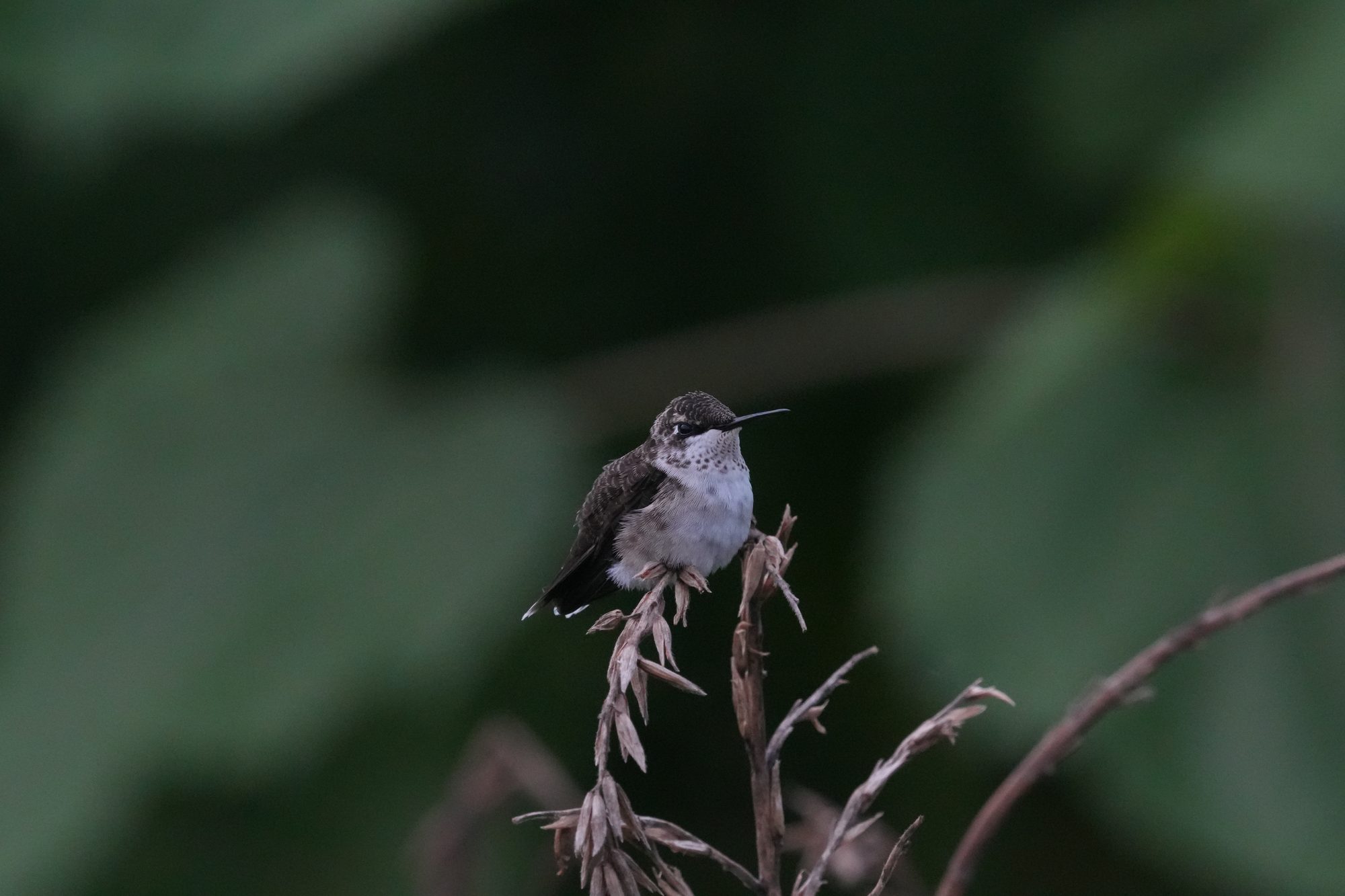 Ruby-throated Hummingbird